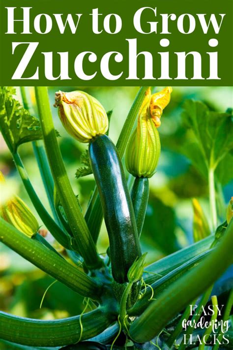 grow zucchini  seed  harvest easy gardening hacks