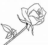 Rose Coloring Coloringcrew sketch template