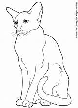 Siamese Coloring Pages sketch template