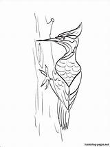 Woodpecker Starklx sketch template