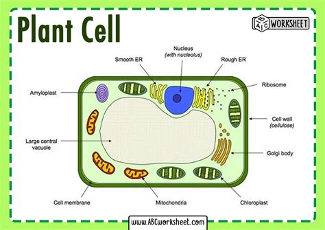 parts  plant cell   function