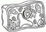 Membrane Diagrams Vacuole Nuclear Eukaryotic Biologycorner Msl Prokaryote Coloringhome Organelles Pronostic sketch template