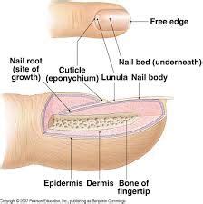 image result  nail diagram labeled nail art printer epidermis nails