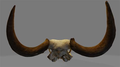 model wildebeest skull vr ar  poly cgtrader