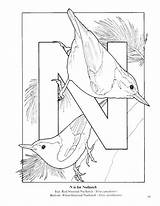 Coloring Nuthatch Designlooter Bird Pages 1276 79kb sketch template
