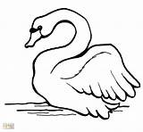 Drawing Swans Getdrawings Swan Baby sketch template