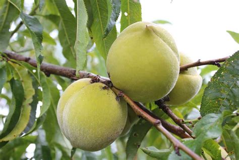 Fruit Trees Home Gardening Apple Cherry Pear Plum Hardy Fruit