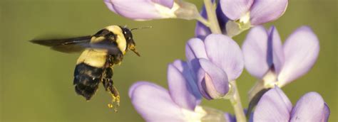 Native Pollinators And Private Lands Bumble Bee Conservation In Texas