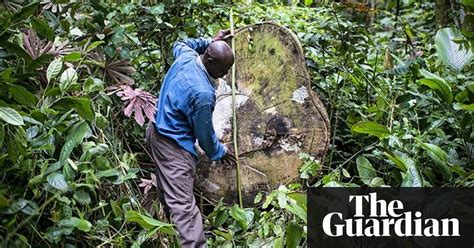 Protecting Livelihoods In The Congo Basin Rainforest – In Pictures