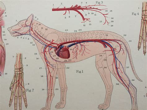 canine anatomy large original antique illustration dog arteries