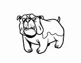 Bulldog Dog English Coloring Coloringcrew Colorear sketch template