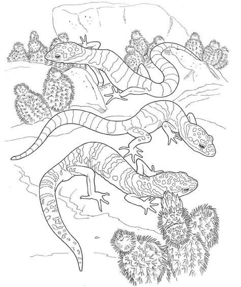 desert animals coloring pages printable desert animals coloring desert