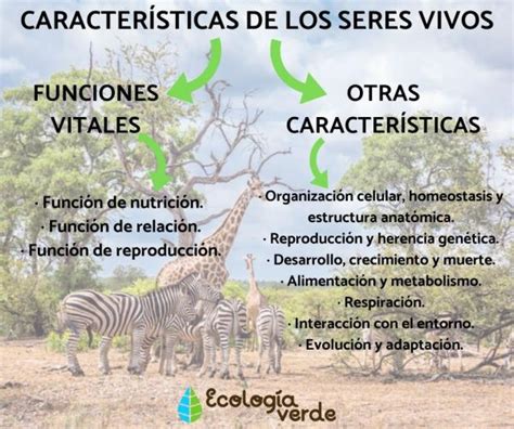 caracterÍsticas de los seres vivos ¡las principales