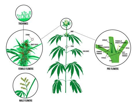 what is the difference between male and female cannabis plants bud