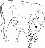 Animais Hereford Rumiantes Pintar Fazenda Vacas Fazendinha Templates sketch template