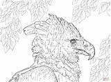 Coloring Eagle Drawing Harpy Philippine Pages Line Portrait Supercoloring Printable 59kb 1536px 2048 Skip Main sketch template