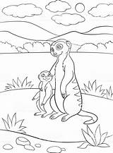 Coloring Meerkat Pages Cute Popular sketch template