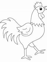 Coloring Rooster Cock Drawing Pages Kids Beautyful Year Simple Clipart Getdrawings Library Popular Coloringhome sketch template