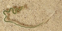 Afbeeldingsresultaten voor "phyllodoce Laminosa". Grootte: 199 x 100. Bron: www.nature22.com