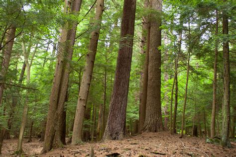 pennsylvanias trees   grow  economy
