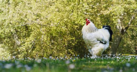 largest chicken breeds  huge chickens mranimal farm
