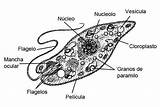 Euglena Euglenophyta Algas sketch template