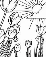 Coloring Sunshine Pages Flower Tulips Field Tulip Printable Beautiful Book Kids Color Print Flowers Adult Colouring Mandala Getcolorings Drawings sketch template