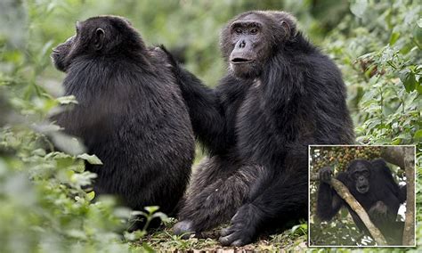 mutant apes in uganda left with missing nostrils daily
