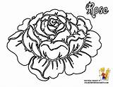 Coloring Pages Rose Flower Flowers Roses Printable Hearts Hard Adults Big Hawaiian Drawing Print Fun Sheet Popular Petals Getdrawings Color sketch template