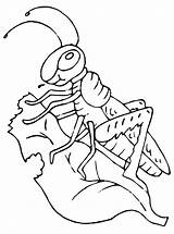Sprinkhaan Heuschrecke Heuschrecken Grasshopper Ausmalbilder Malvorlage Sprinkhanen Grasshoppers sketch template