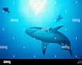 Afbeeldingsresultaten voor "carcharhinus Wheeleri". Grootte: 117 x 93. Bron: www.alamy.com