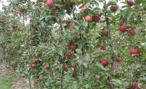 menanam apel secara organik agb idn