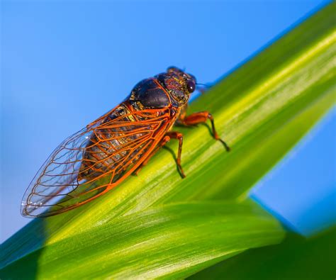 cicadas masterguard pest control