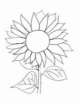 Sunflower Coloring Pages Easy Van Sunflowers Gogh Drawing Template Kids Printable Print Line Garden Adults Simple Color Flower Flowers Drawn sketch template