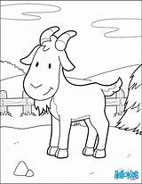Coloring Pages Farm Animal Goat Barnyard Animals Coloriage Kids Hellokids Goats Animaux Sheets sketch template