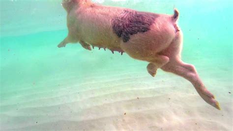 national geographic visits  swimming pigs  big major cay  exuma