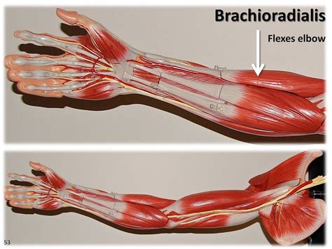 brachioradialis muscles   upper extremity visual  flickr