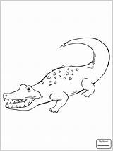 Crocodile Coloring Outline Nile Pages Drawing Getcolorings Color Baby Paintingvalley sketch template