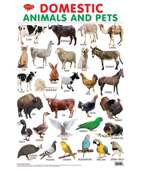 pet animals chart anna blog