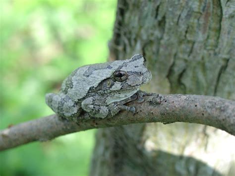 gray treefrog hyla versicolor natureworks