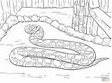 Python Coloring Pages Burmese Mamba Ball Snake Drawing Printable Clipart Realistic Color Kids Snakes Supercoloring Super sketch template