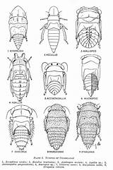 Leafhopper Designlooter Nymphs Leafhoppers sketch template