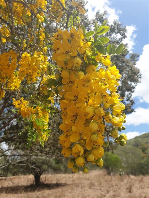 cassia species  queensland genomics  australian plants