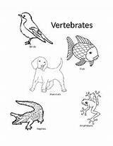 Vertebrates Invertebrates Ecdn Vertebrate Classification sketch template