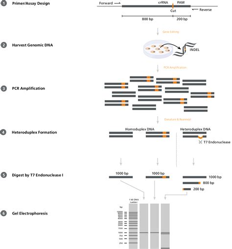 figure   evaluation  genome editing overview  screening