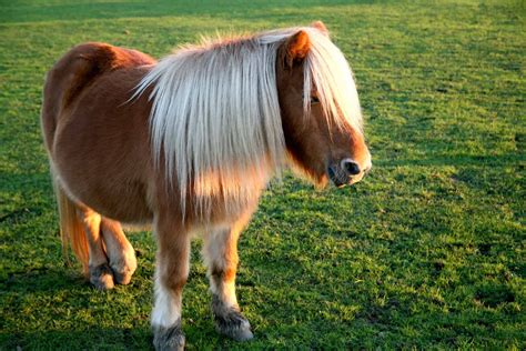 didnt    shetland pony