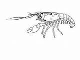 Crayfish Getdrawings sketch template