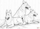 Coloring German Shepherd Pages Dog Dogs Printable Color Kids Realistic Shepherds Print Husky Siberian Puppy Adult Drawing Supercoloring Colouring Puppies sketch template