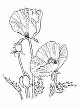 Coloring Pages Poppies Poppy Flowers Printable 1coloring Flower sketch template