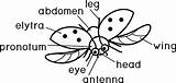 Insect Ladybug External Insetto Coloritura Titoli Parti Esterna Volo Coccinella Pagina sketch template